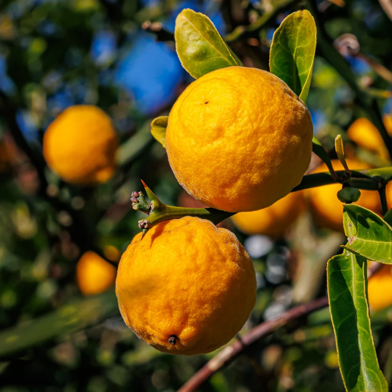 Bitterorange 'Passauer Goldpomeranze'