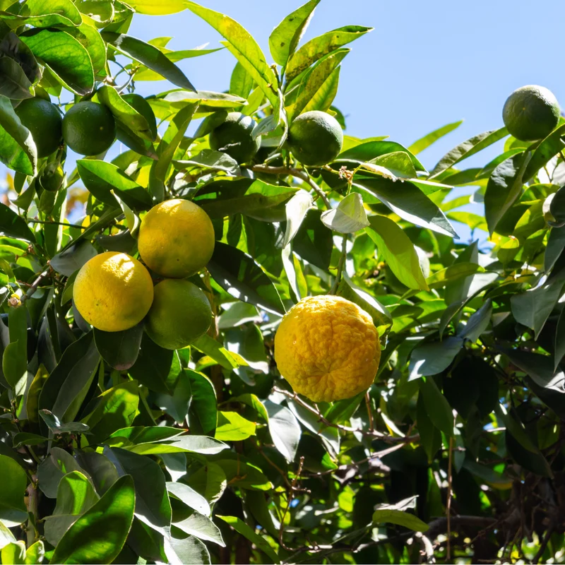 Bitterorange 'Passauer Goldpomeranze'