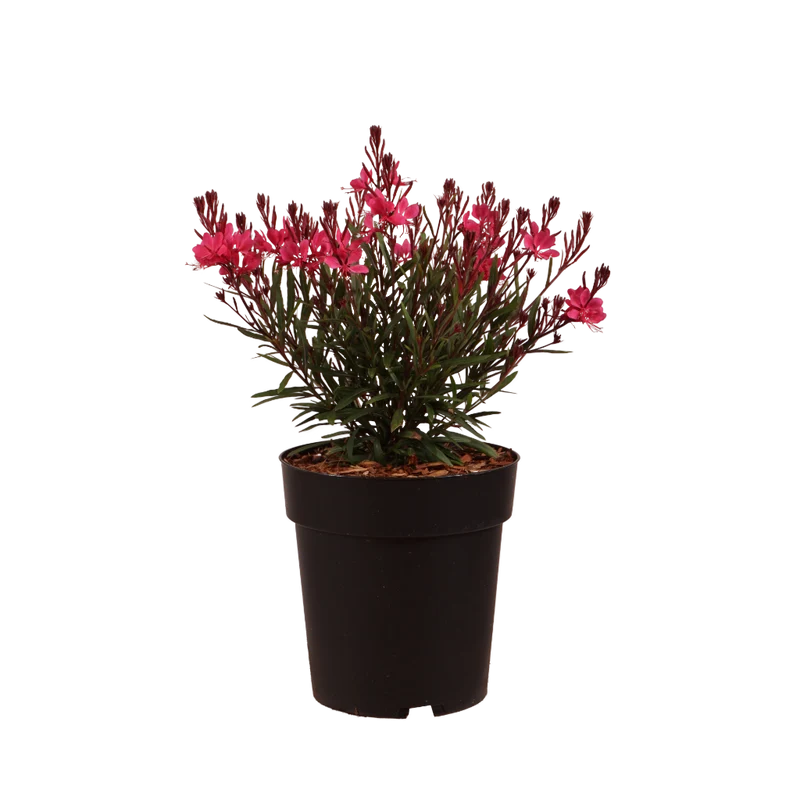 XXL-Prachtkerze 'Dark Pink' Rosa