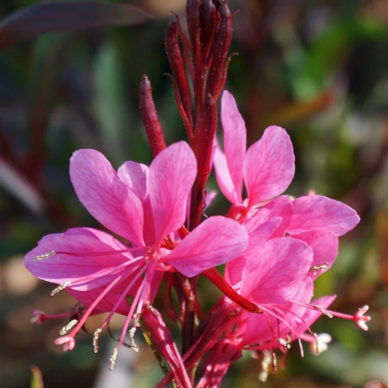 XXL-Prachtkerze 'Dark Pink' Rosa