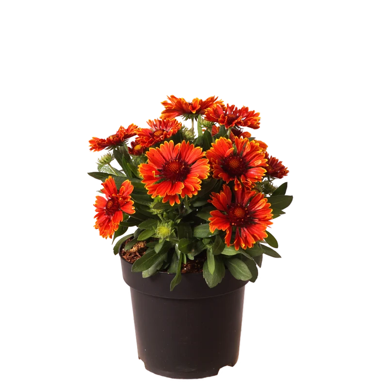 XXL-Kokardenblume 'SpinTop Yellow Touch'® Rot