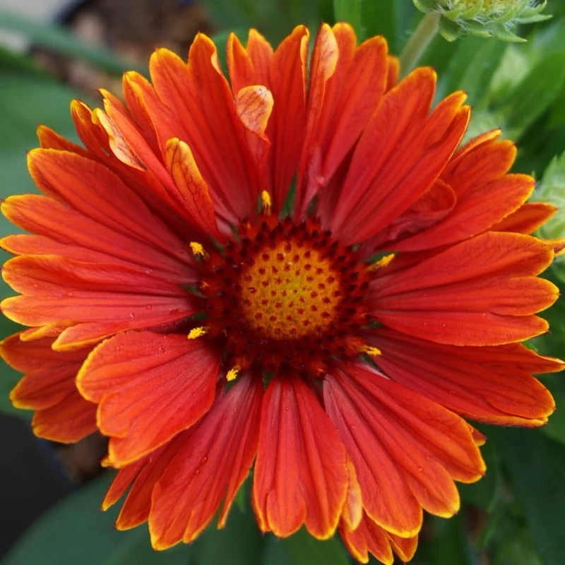 XXL-Kokardenblume 'SpinTop Yellow Touch'® Rot