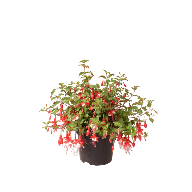 XXL-Fuchsie 'Snowcap' Rot-Weiß
