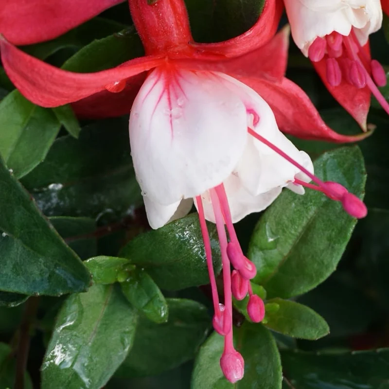 XXL-Fuchsie 'Snowcap' Rot-Weiß