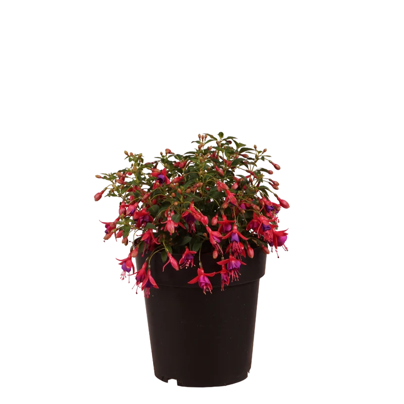 XXL-Winterharte Scharlach-Fuchsie 'Tom Thumb' Rot-Violett