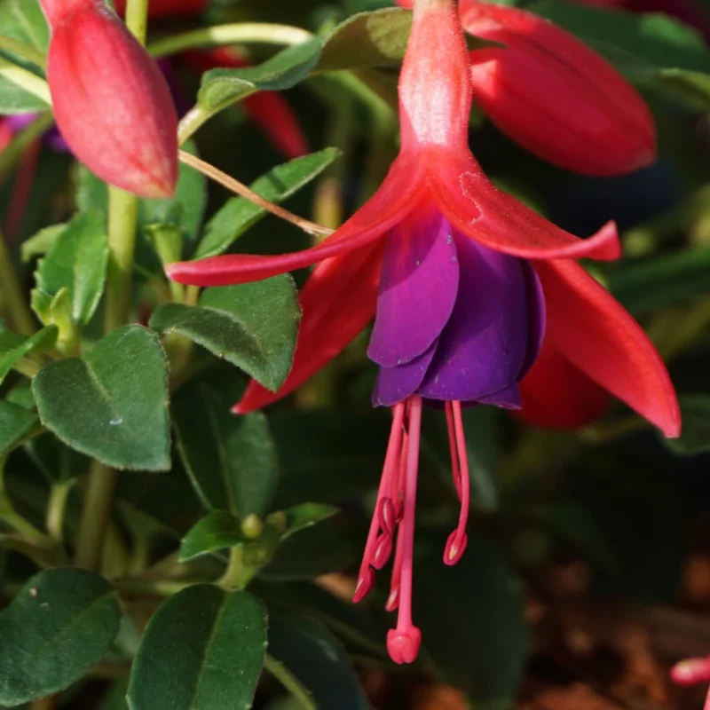 XXL-Winterharte Scharlach-Fuchsie 'Tom Thumb' Rot-Violett