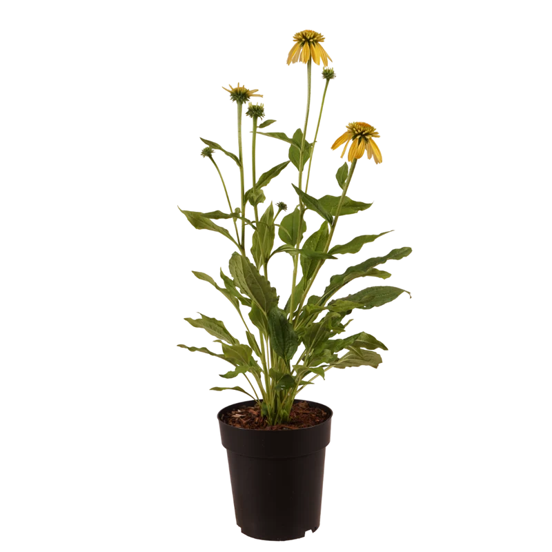 XXL-Sonnenhut 'Eccentric Yellow'® Gelb