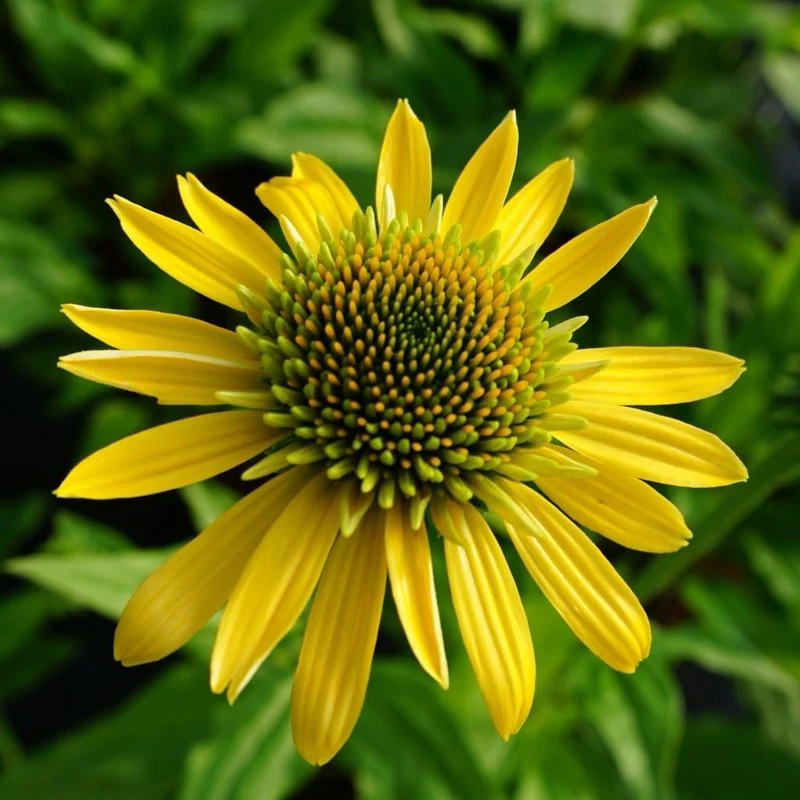 XXL-Sonnenhut 'Eccentric Yellow'® Gelb