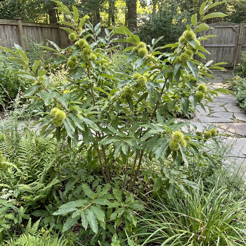 Chinquapin Chestnut Tree Seeds for Garden & Farm (Castanea pumila)