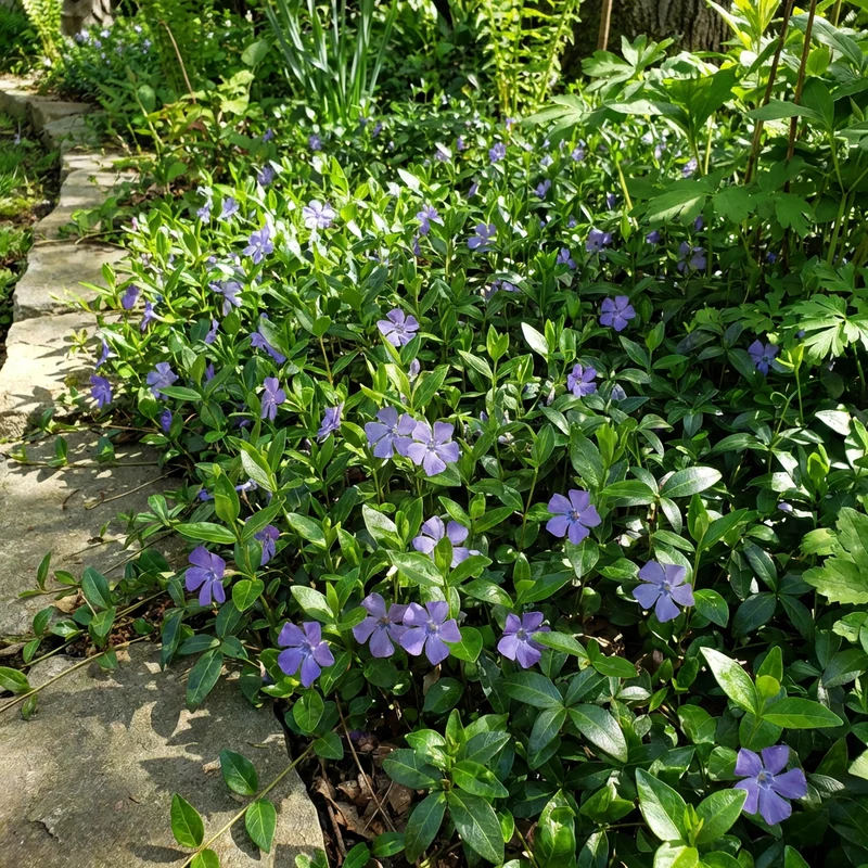 Common Periwinkle Vinca Minor (Vinca minor) Flower Seeds – Easy-Grow Perennial Blooms