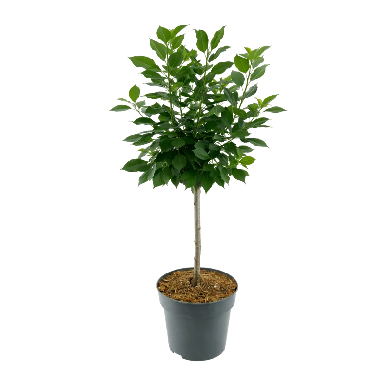 Bio-Zwergsauerkirsche 'Piemont'