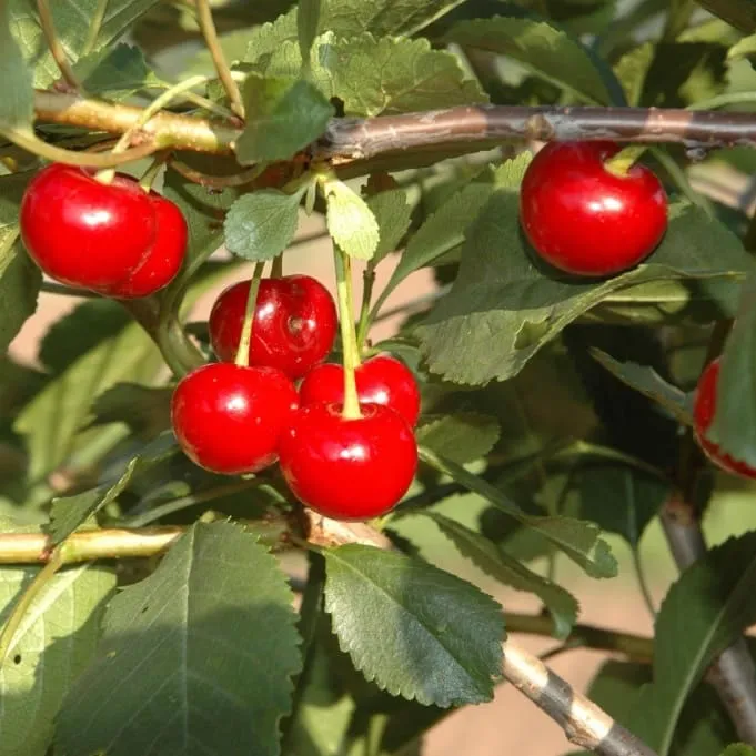 Bio-Sauerkirschbaum 'Safir'