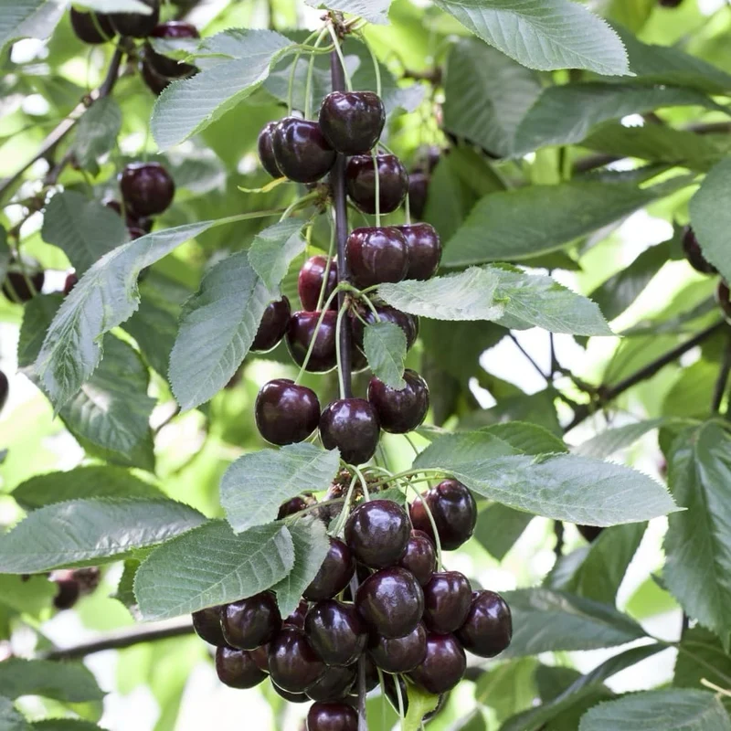Bio-Kirschbaum 'Sunburst'