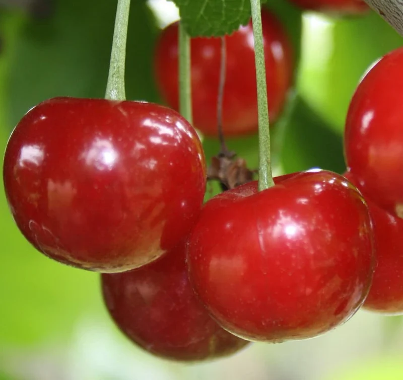 Bio-Kirschbaum 'Schneiders Späte Knorpelkirsche'