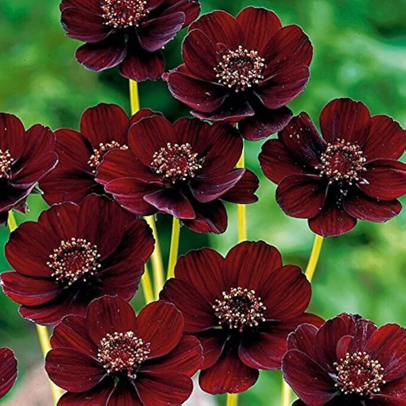 Chocolate Brown Cosmos Flower Seeds , Rare & Unique Garden Blooms