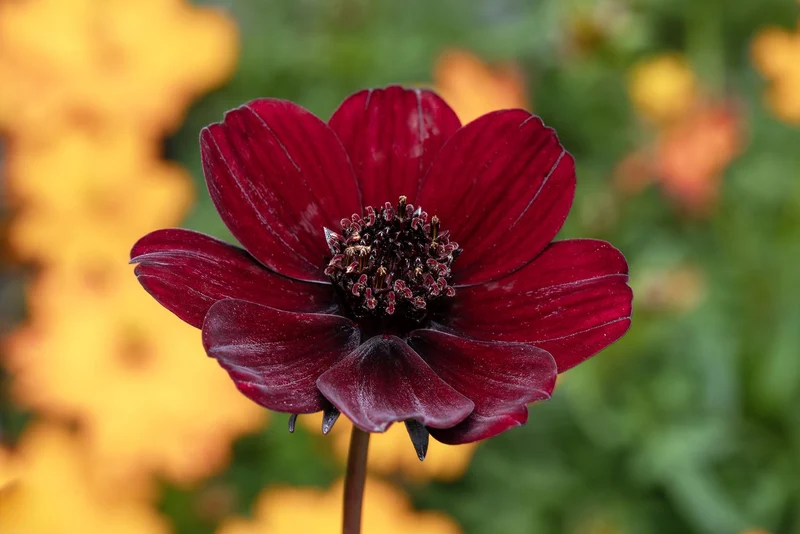 Chocolate Brown Cosmos Flower Seeds , Rare & Unique Garden Blooms