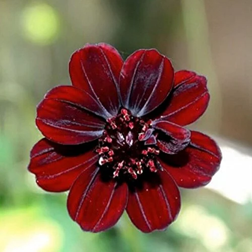 Chocolate Brown Cosmos Flower Seeds , Rare & Unique Garden Blooms