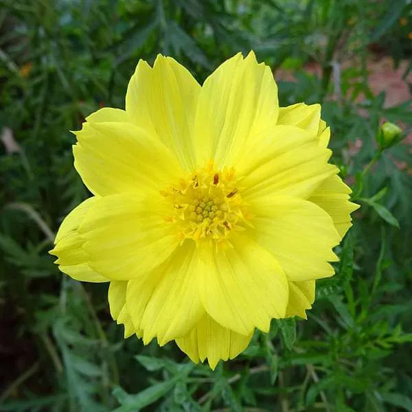 Lemon Yellow Cosmos Flower Seeds, Bright & Cheerful Garden Blooms