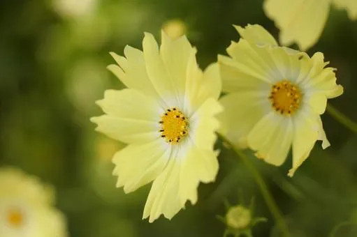 Lemon Yellow Cosmos Flower Seeds, Bright & Cheerful Garden Blooms