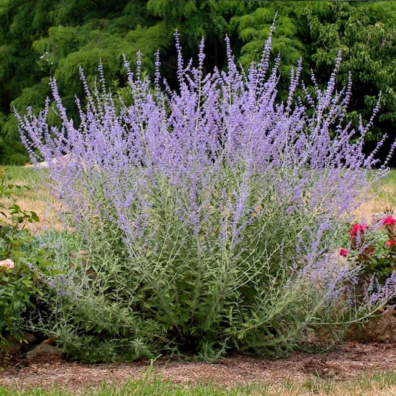Perovskia atriplicifolia Seeds – Hardy Perennial for Pollinator Gardens