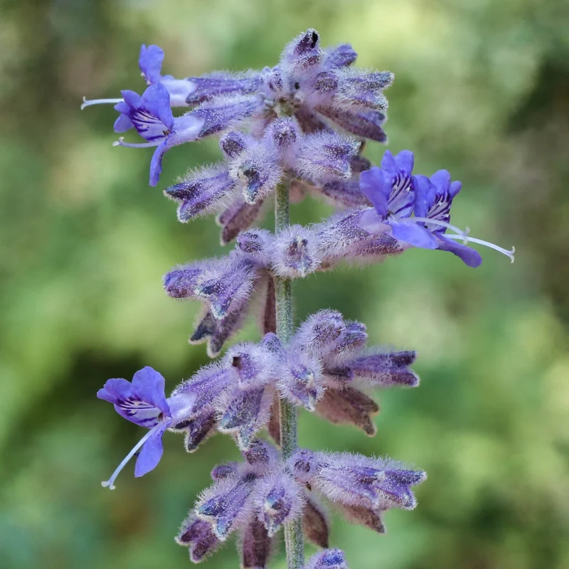 Perovskia atriplicifolia Seeds – Hardy Perennial for Pollinator Gardens