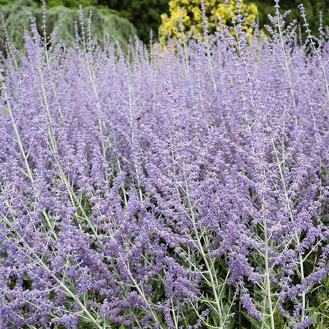 Perovskia atriplicifolia Seeds – Hardy Perennial for Pollinator Gardens