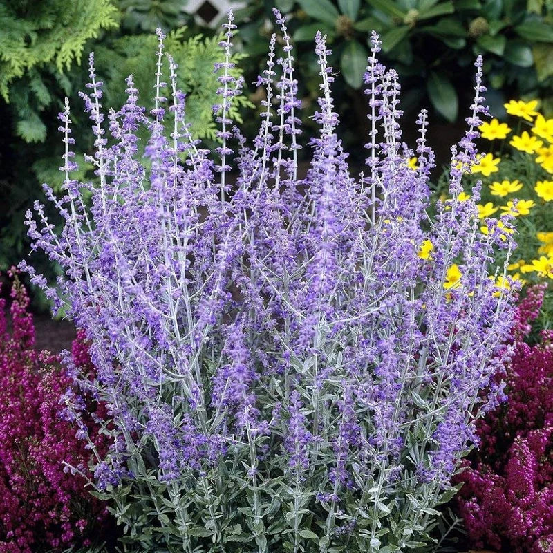 Perovskia atriplicifolia Seeds – Hardy Perennial for Pollinator Gardens