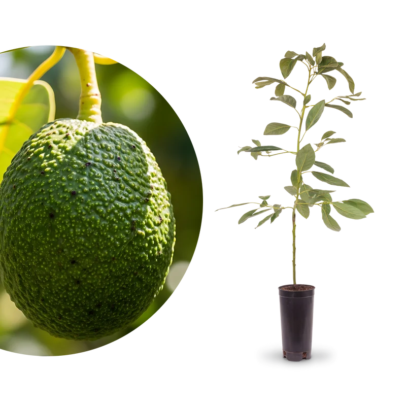 Avocado 'Hass'