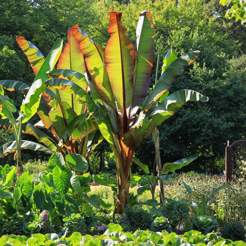 Zier-Banane 'Maurelli'