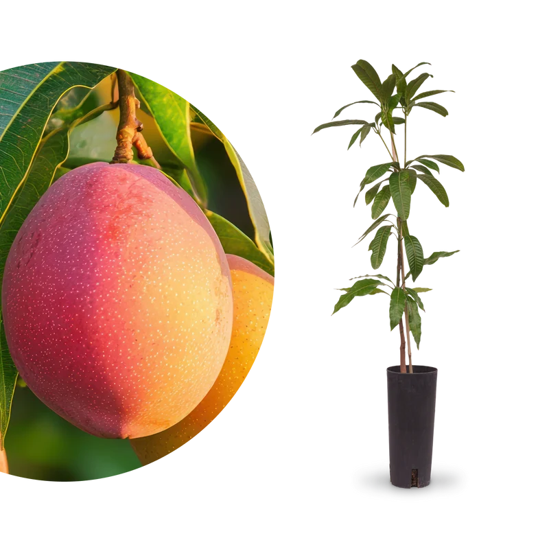 Mango 'Osteen' / 'Keiit'