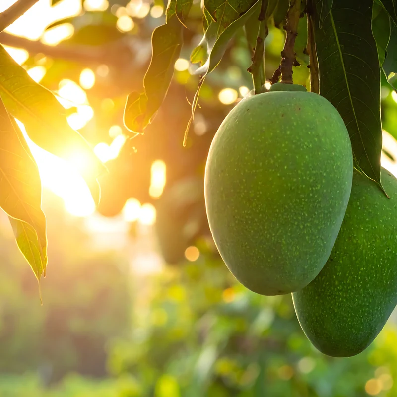Mango 'Osteen' / 'Keiit'