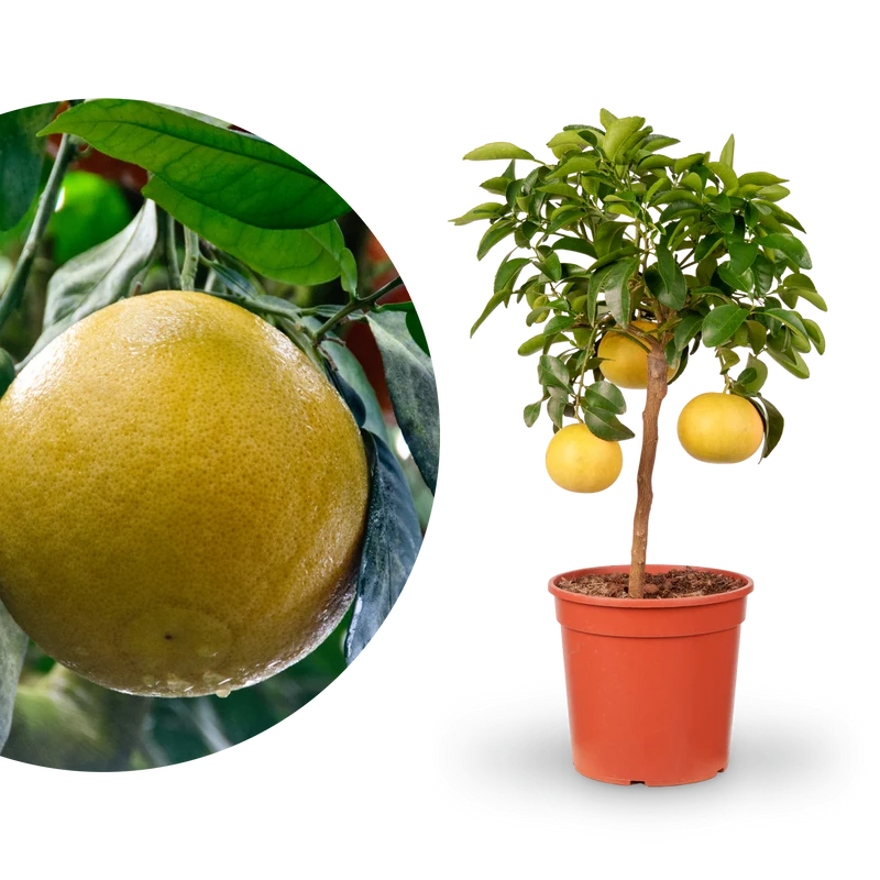 Grapefruit