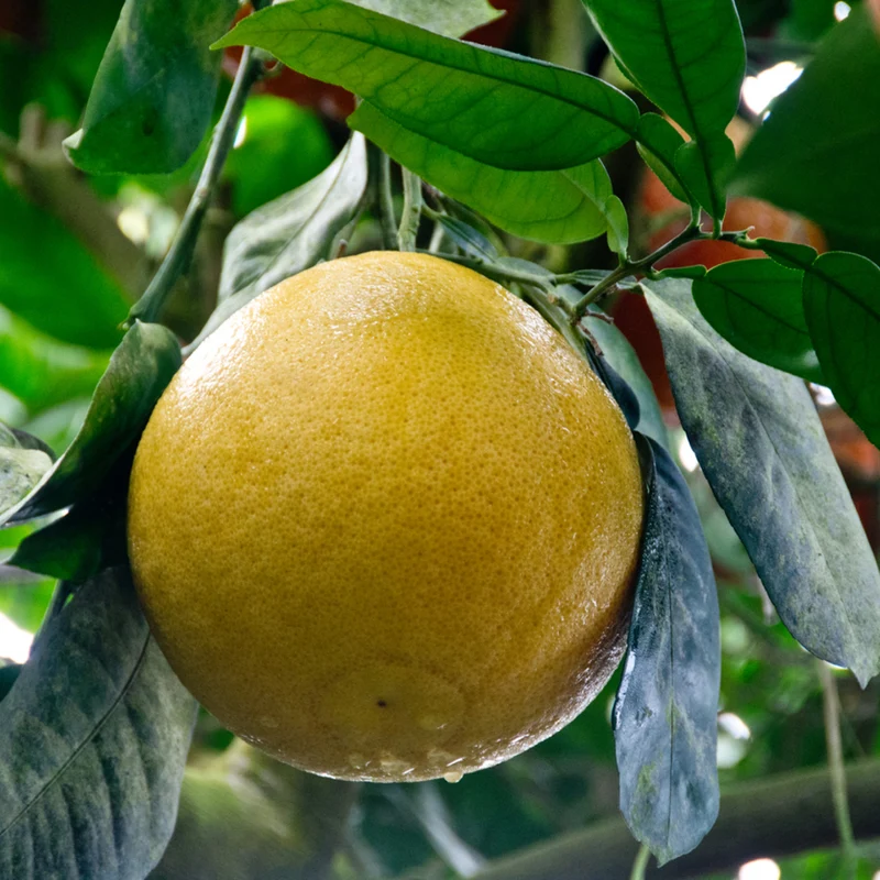 Grapefruit