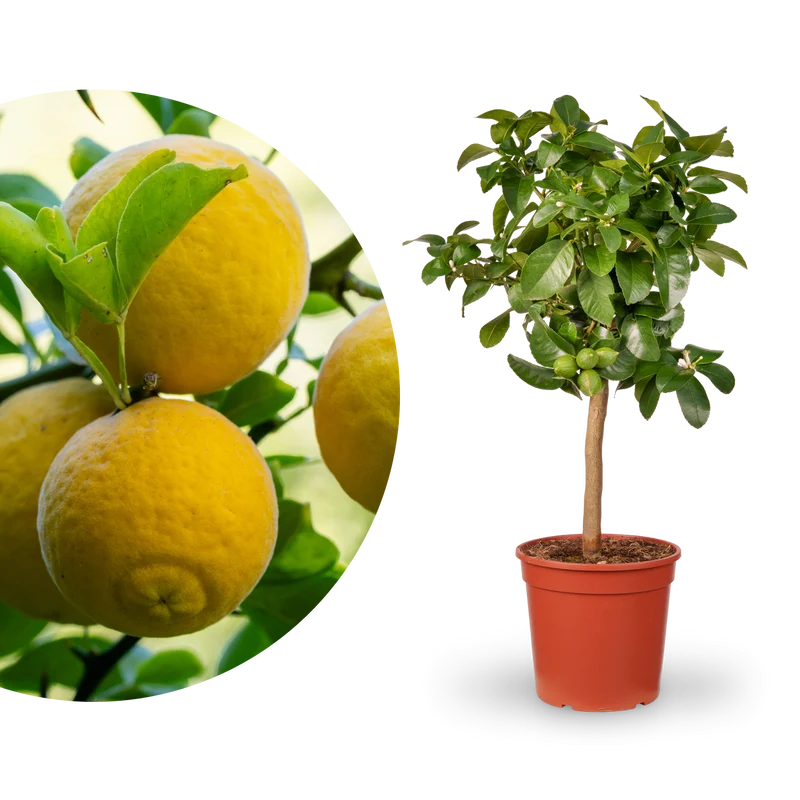 Amalfi-Zitrone 'Amalphitanum'