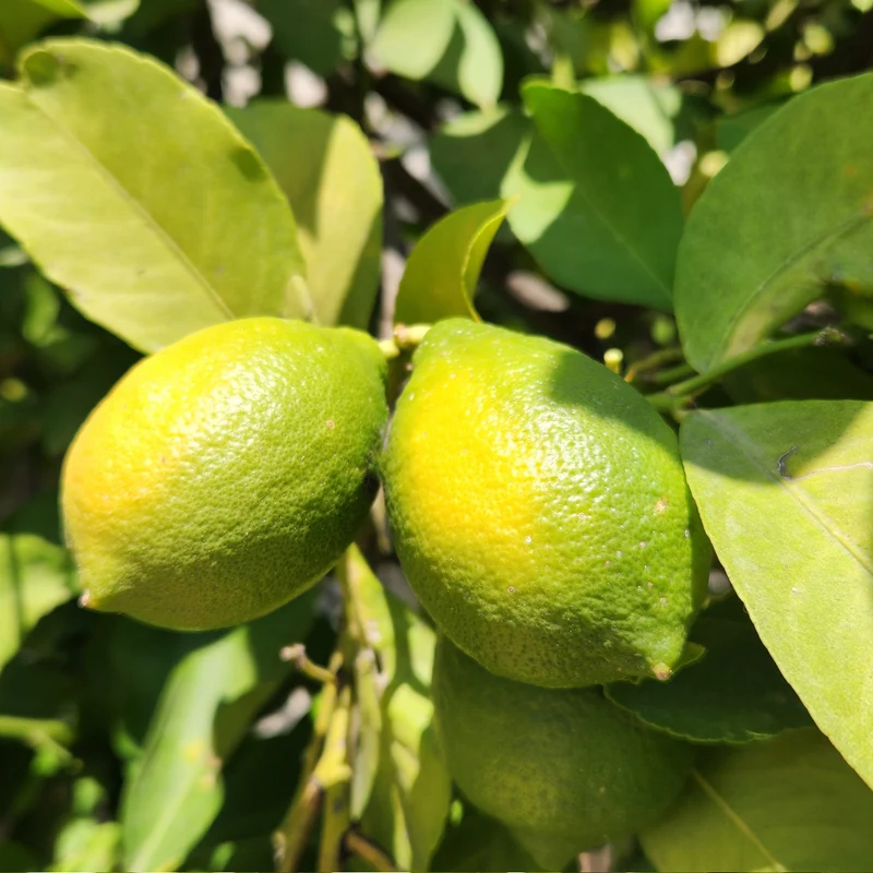 Amalfi-Zitrone 'Amalphitanum'