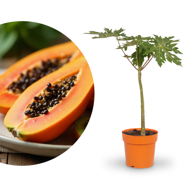 Papaya 'Maradol'