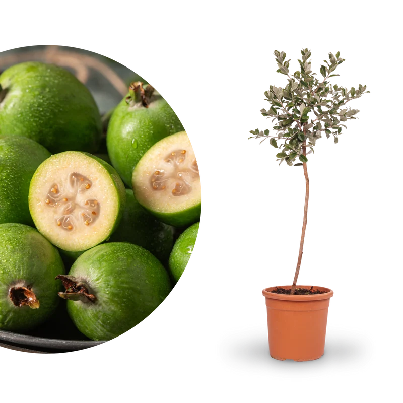 Brasilianische Guave (Feijoa)