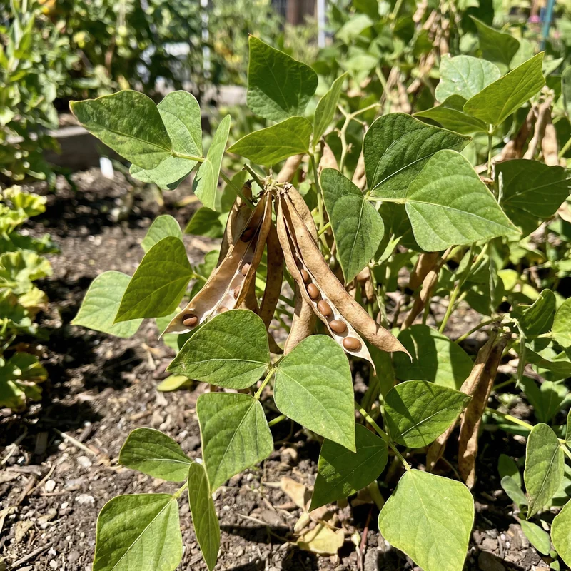 Brown Tepary Bean Seeds for Planting – Heirloom, Non-GMO Vegetable Seeds