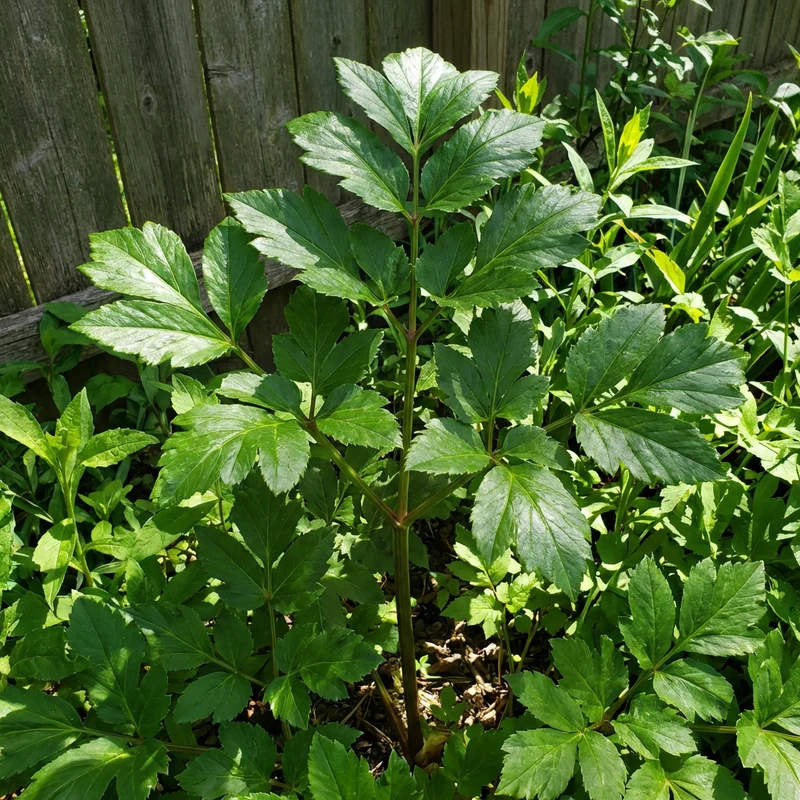 Ashitaba Planting Seeds with Scientific Name Angelica Keiskei