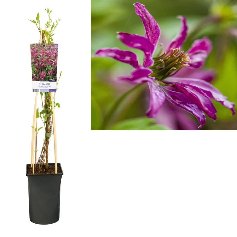 Kletterpflanze Clematis vit. 'Rosalyn' PBR (Clematis-Rebe)