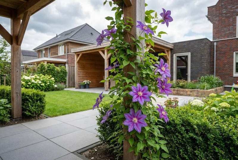 Kletterpflanze Clematis Barbara Jackman (Cowberry)