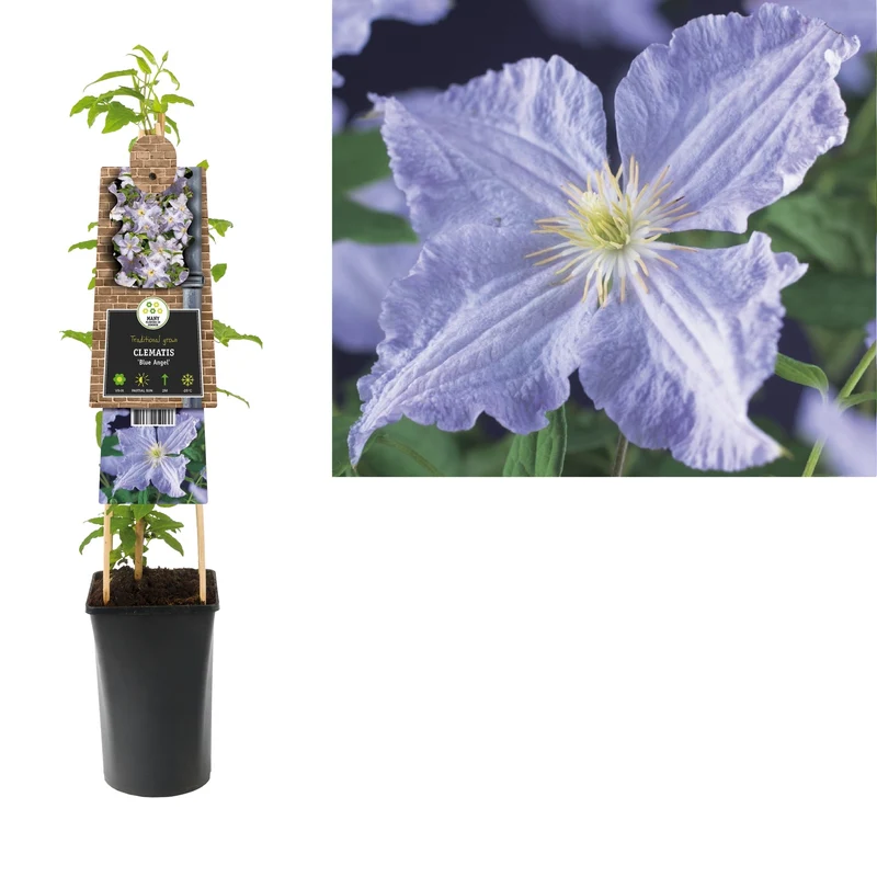 Kletterpflanze Clematis Blue Angel (Kissen)