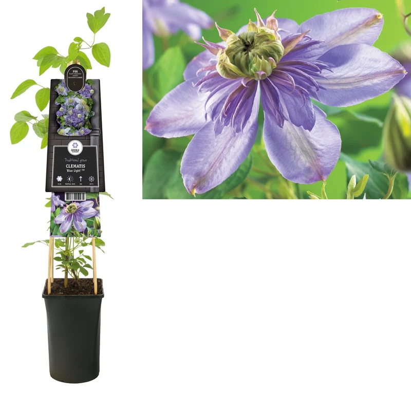 Kletterpflanze Clematis Blue Light PBR (Cushion)