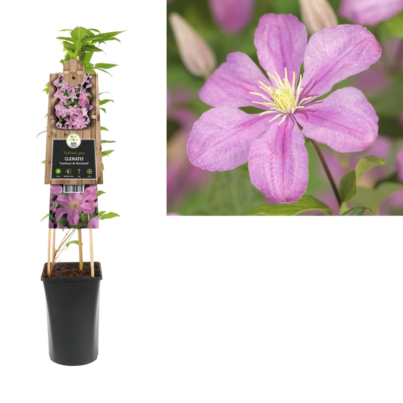 Kletterpflanze Clematis Comtesse de Bouchaud (Preiselbeere)