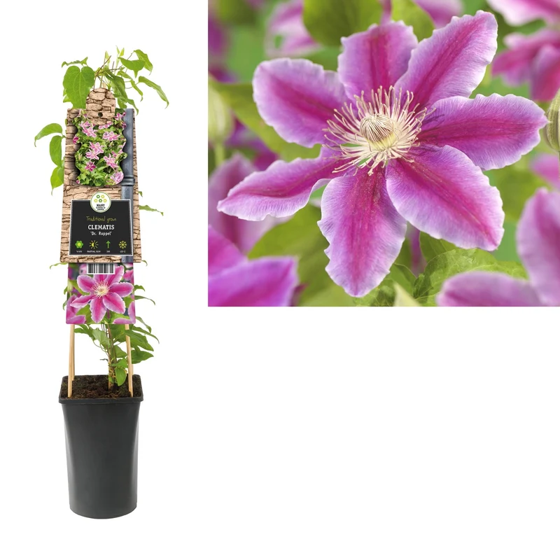 Kletterpflanze Clematis Dr. Ruppel (Waldrebe)