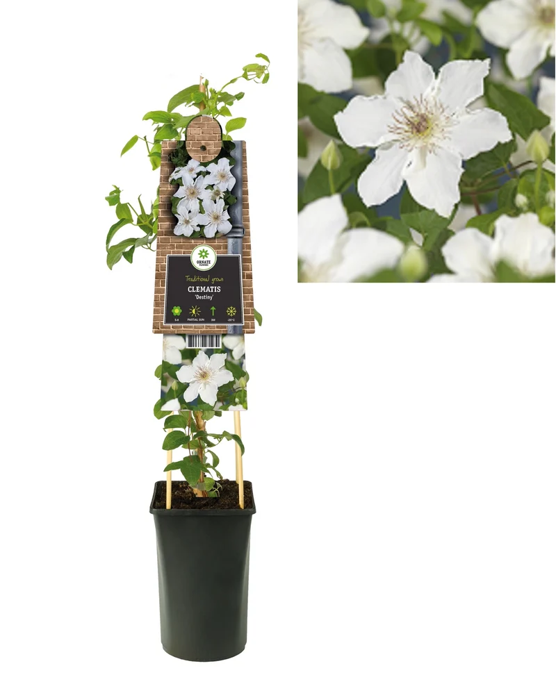 Kletterpflanze Clematis 'Destiny' (Cowberry)