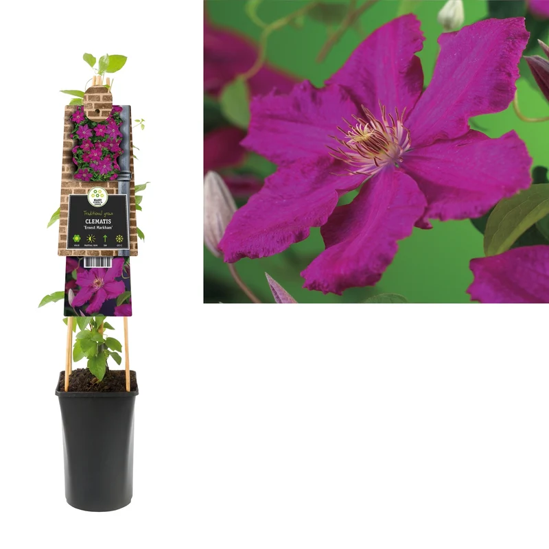 Kletterpflanze Clematis Ernest Markham (Kissen)