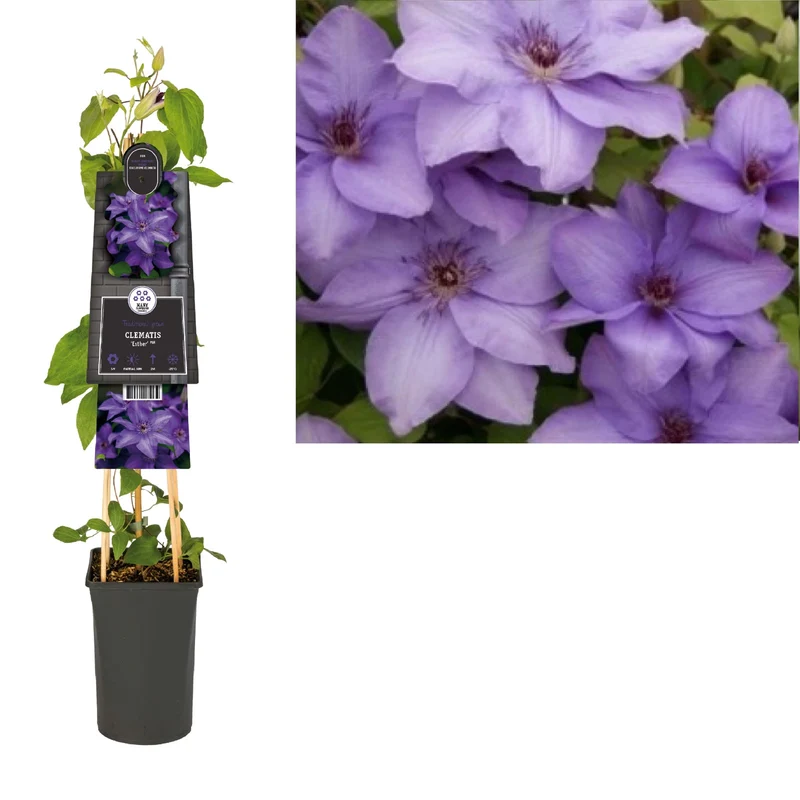Kletterpflanze Clematis Esther PBR (Cushing-Rebe)