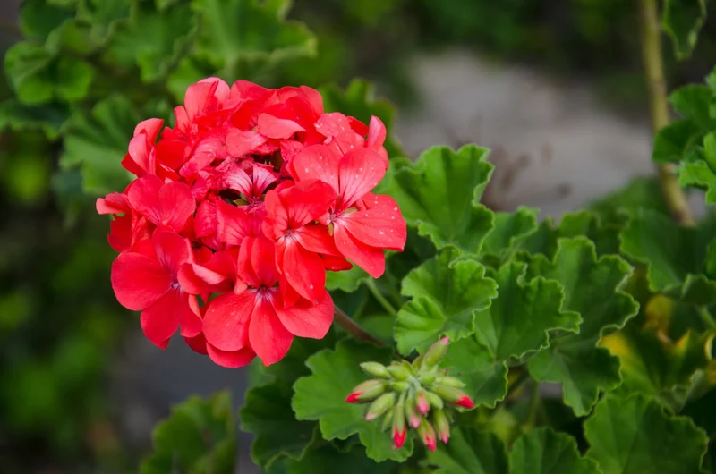 Red Geranium Flower Seeds, Bold Vibrant Blooms, Easy to Grow, Non-GMO