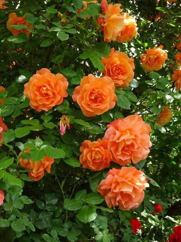 Apricot Rose Seeds – Soft Warm Blooms for Garden Planting